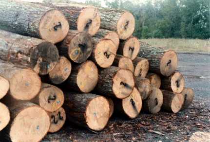 Red Oak Logs